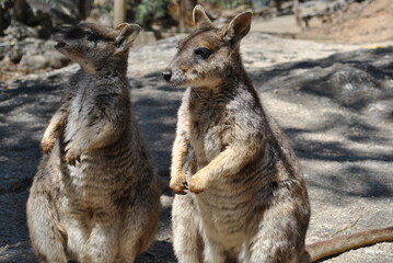 Fototapeta premium Petrogale mareeba (Mareeba Rock Kangaroo) in Queensland, Australia 