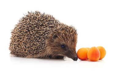 Hedgehog with apricots.