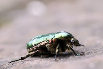 Gemeiner Rosenkäfer (Cetonia aurata)