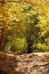 Landscape, path in the autumn forest