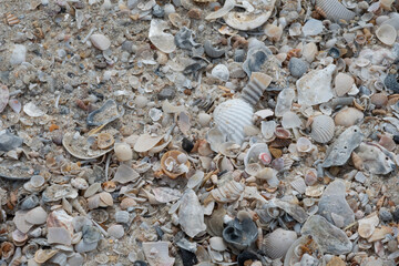 seashells on the sand 