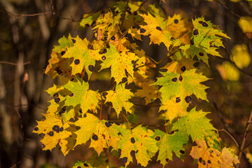 Yellowed maple leaves with black spots, attack by the fungus Rhytisma acerinum
