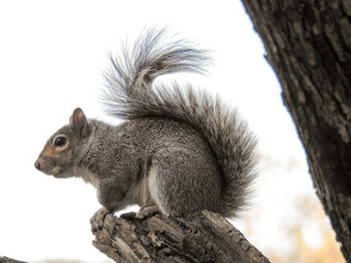 Naklejka na ściany i meble squirrel on a tree, squirrel closeup, 