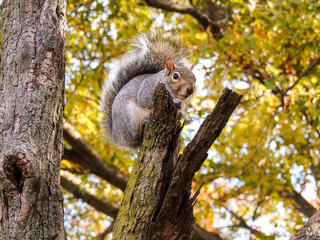 Squirrel on a tree, fall squirrel 