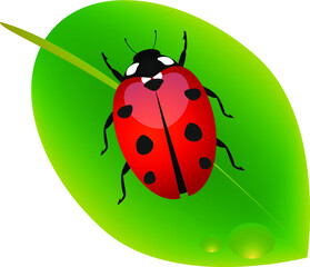 Ladybug on a green leaf with a drop of water.