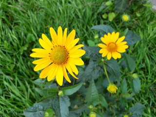 Yellow flower background. Beautiful yellow daisies flowers for background.