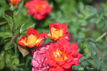 Red and yellow roses, red, garden, spring, nature, rose, green, flowers, blossom, plant, summer, floral, bloom, flora