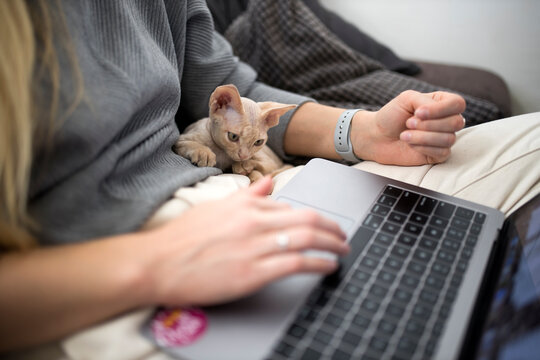 A blond girl works at a laptop at home. The kitten sits beside her.