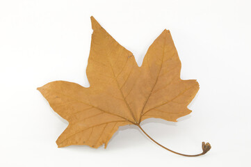 Dry leaf with white background