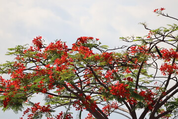Flor