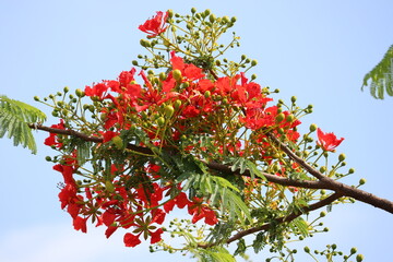 Flor