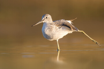 Obraz premium greenshank bird photographed in Ireland