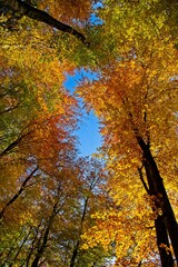 herbstliches Blätterdach