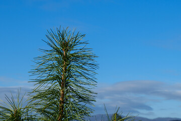 Cedar top with long green needles against the blue sky