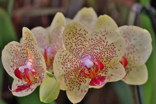 Flor Orquidia 