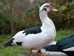 Adult ducks of musk breed (Cairina moschata)