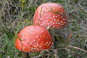 Poisonous mushrooms grow in the forest - red fly agaric (Amanita muscaria).