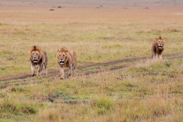 Brotherhood - coalition of male lion on the plains of the Masai Mara National Reserve in Kenya