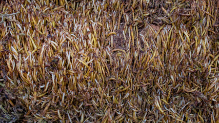 The roots of the tree are arranged. Graphics background. The art of nature.