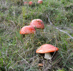 Poisonous mushrooms grow in the forest - red fly agaric (Amanita muscaria).