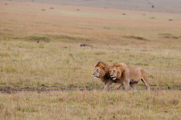 Brotherhood - coalition of male lion on the plains of the Masai Mara National Reserve in Kenya