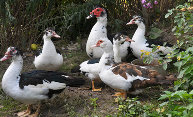 Adult ducks of musk breed (Cairina moschata)