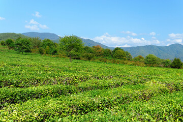 Fototapeta na wymiar Tea plantation. The tea in Europe. Nature Agricultural Farming Organic Field.