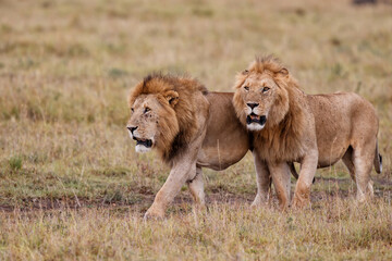 Fototapeta na wymiar Brotherhood - coalition of male lion on the plains of the Masai Mara National Reserve in Kenya