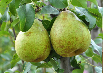 Pears ripen on the tree branch.