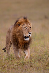 Fototapeta na wymiar Male lion on the plains of the Masai Mara Game Reserve in Kenya