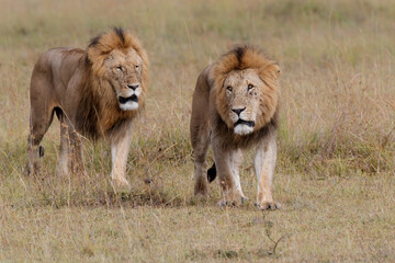 Brotherhood - coalition of male lion on the plains of the Masai Mara National Reserve in Kenya