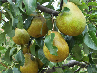 Pears ripen on the tree branch.