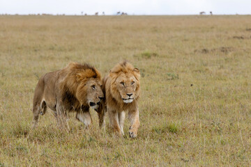 Brotherhood - coalition of male lion on the plains of the Masai Mara National Reserve in Kenya