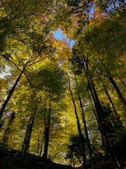 Autumn in the forest with sun rays. Green, orange and yellow leafs in autumn time in a Swiss forrest