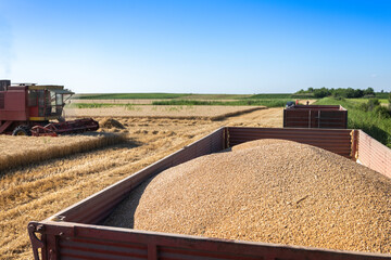 Harvesting wheat harvester on a sunny summer day