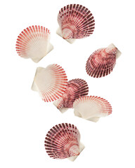Falling scallops sea shell isolated on white background, clipping path, full depth of field