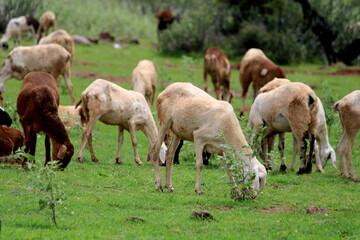 Obraz na płótnie Canvas Closeup view of grass eating sheep.