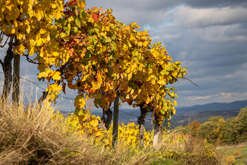 Fototapeta premium Weinstock