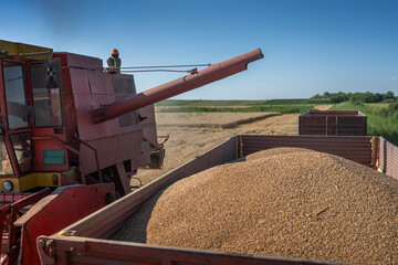 Harvesting wheat harvester on a sunny summer day