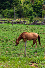 Obraz premium Cavalo pastando em uma fazenda.