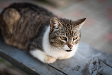 Homeless cat portrait. A beautiful cat with beauty eyes. Animals are homeless. Small depth of field.