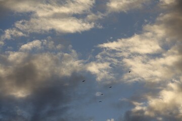 clouds lapse.  Migratory birds against the background of dark clouds