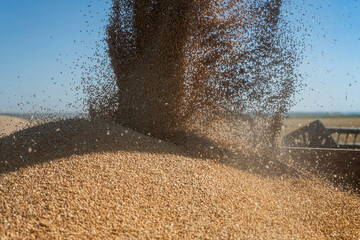 Pouring wheat grain into tractor trailer after harvest