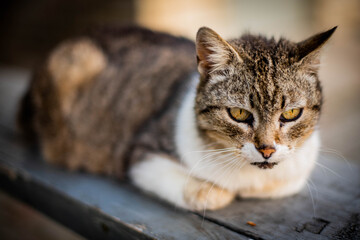 Homeless cat portrait. A beautiful cat with beauty eyes. Animals are homeless. Small depth of field.