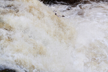 silver atlantic salmon