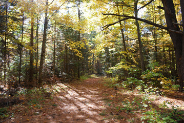 yellow and red autumn leaves in the sunny forest