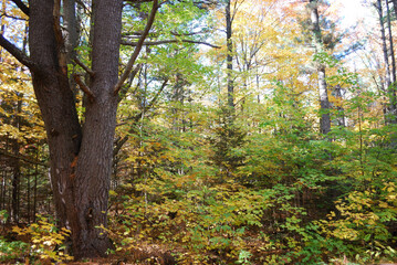 yellow and red autumn leaves in the sunny forest