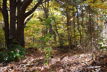 yellow and red autumn leaves in the sunny forest
