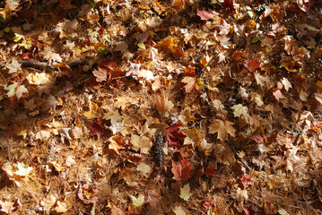 yellow and red autumn leaves in the sunny forest
