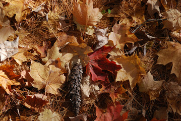 yellow and red autumn leaves in the sunny forest